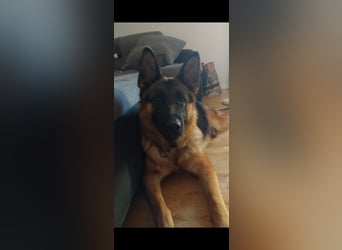 Leistungsstarke Deutsche Schäferhündin aus Arbeitslinie abzugeben.