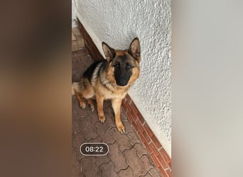 Leistungsstarke Deutsche Schäferhündin aus Arbeitslinie abzugeben.