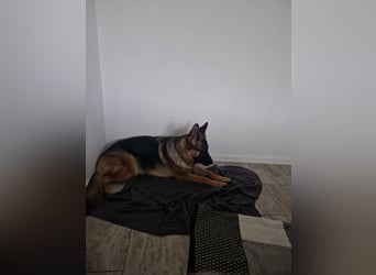 Leistungsstarke Deutsche Schäferhündin aus Arbeitslinie abzugeben.