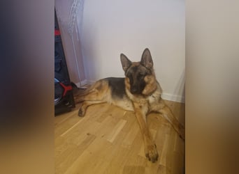 Leistungsstarke Deutsche Schäferhündin aus Arbeitslinie abzugeben.
