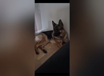 Leistungsstarke Deutsche Schäferhündin aus Arbeitslinie abzugeben.