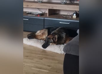 Leistungsstarke Deutsche Schäferhündin aus Arbeitslinie abzugeben.