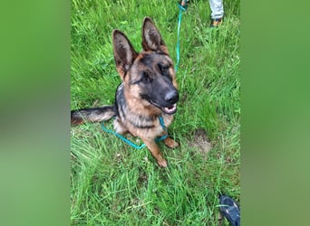 Leistungsstarke Deutsche Schäferhündin aus Arbeitslinie abzugeben.