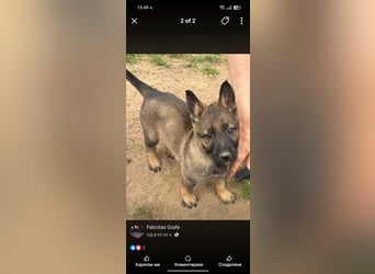 Von Tannengrunder Wald Schäferhund aus der Leistungszucht