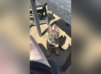 Von Tannengrunder Wald Schäferhund aus der Leistungszucht
