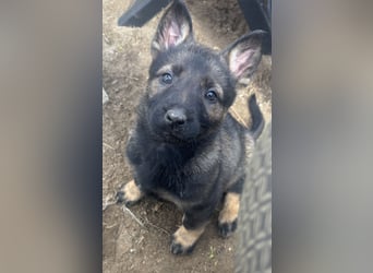 Von Tannengrunder Wald Schäferhund aus der Leistungszucht