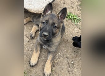 Von Tannengrunder Wald Schäferhund aus der Leistungszucht