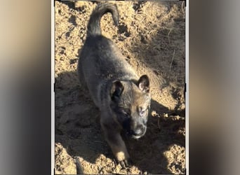 Von Tannengrunder Wald Schäferhund aus der Leistungszucht