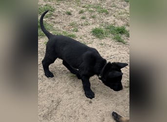 Von Tannengrunder Wald Schäferhund aus der Leistungszucht