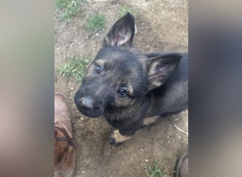 Von Tannengrunder Wald Schäferhund aus der Leistungszucht