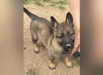 Von Tannengrunder Wald Schäferhund aus der Leistungszucht