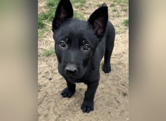 Von Tannengrunder Wald Schäferhund aus der Leistungszucht
