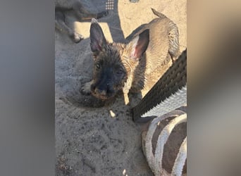 Von Tannengrunder Wald Schäferhund aus der Leistungszucht
