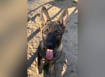 Von Tannengrunder Wald Schäferhund aus der Leistungszucht