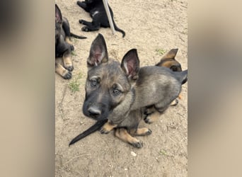 Von Tannengrunder Wald Schäferhund aus der Leistungszucht