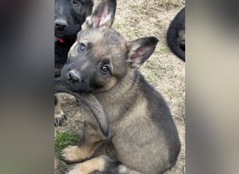 Von Tannengrunder Wald Schäferhund aus der Leistungszucht