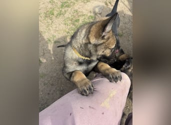 Von Tannengrunder Wald Schäferhund aus der Leistungszucht