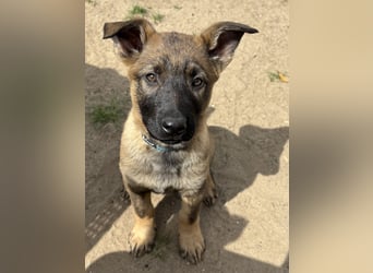 Von Tannengrunder Wald Schäferhund aus der Leistungszucht