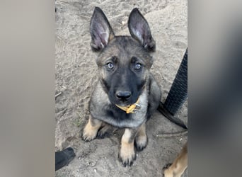 Von Tannengrunder Wald Schäferhund aus der Leistungszucht