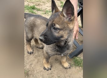 Von Tannengrunder Wald Schäferhund aus der Leistungszucht