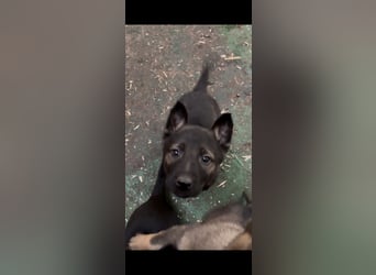 Von Tannengrunder Wald Schäferhund aus der Leistungszucht