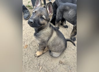 Von Tannengrunder Wald Schäferhund aus der Leistungszucht