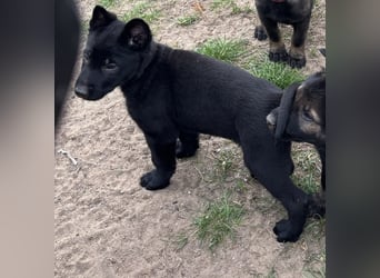 Von Tannengrunder Wald Schäferhund aus der Leistungszucht