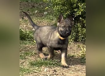 Von Tannengrunder Wald Schäferhund aus der Leistungszucht