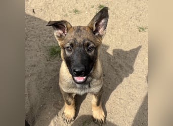 Von Tannengrunder Wald Schäferhund aus der Leistungszucht