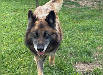 Loki - eigenständiger, freundlicher Schäferhund möchte endlich ankommen