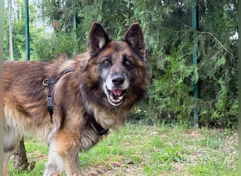 Loki - eigenständiger, freundlicher Schäferhund möchte endlich ankommen