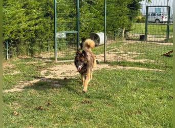 Loki - eigenständiger, freundlicher Schäferhund möchte endlich ankommen