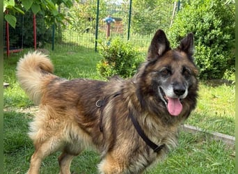 Loki - eigenständiger, freundlicher Schäferhund möchte endlich ankommen