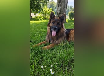 Hank - menschenbezogener DSH-Rüde sucht ein Zuhause