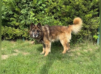 Loki - eigenständiger, freundlicher Schäferhund möchte endlich ankommen