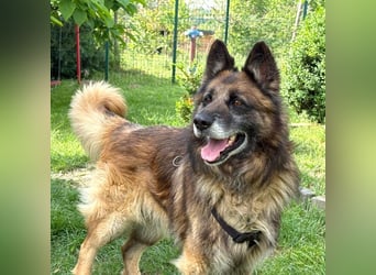 Loki - eigenständiger, freundlicher Schäferhund möchte endlich ankommen