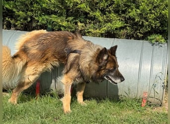 Loki - eigenständiger, freundlicher Schäferhund möchte endlich ankommen
