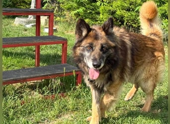 Loki - eigenständiger, freundlicher Schäferhund möchte endlich ankommen