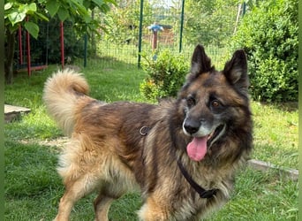 Loki - eigenständiger, freundlicher Schäferhund möchte endlich ankommen