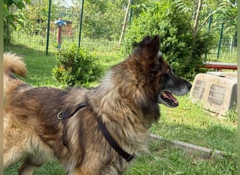 Loki - eigenständiger, freundlicher Schäferhund möchte endlich ankommen