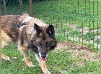 Loki - eigenständiger, freundlicher Schäferhund möchte endlich ankommen