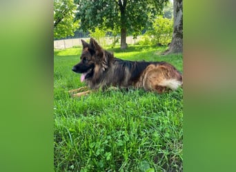Hank - menschenbezogener DSH-Rüde sucht ein Zuhause