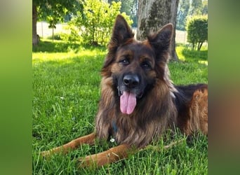 Hank - menschenbezogener DSH-Rüde sucht ein Zuhause