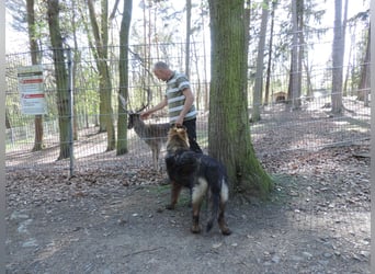 DSH Junghund Langstockhaar