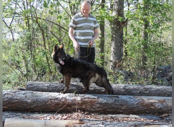 DSH Junghund Langstockhaar