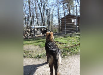 DSH Junghund Langstockhaar