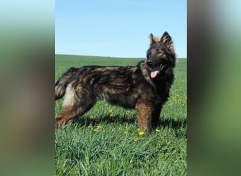 DSH Junghund Langstockhaar