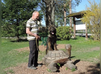 DSH Junghund Langstockhaar