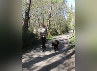 DSH Junghund Langstockhaar