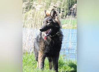 DSH Junghund Langstockhaar